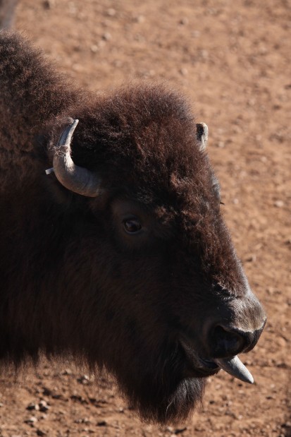 111812-nws-buffalo auction011.jpg